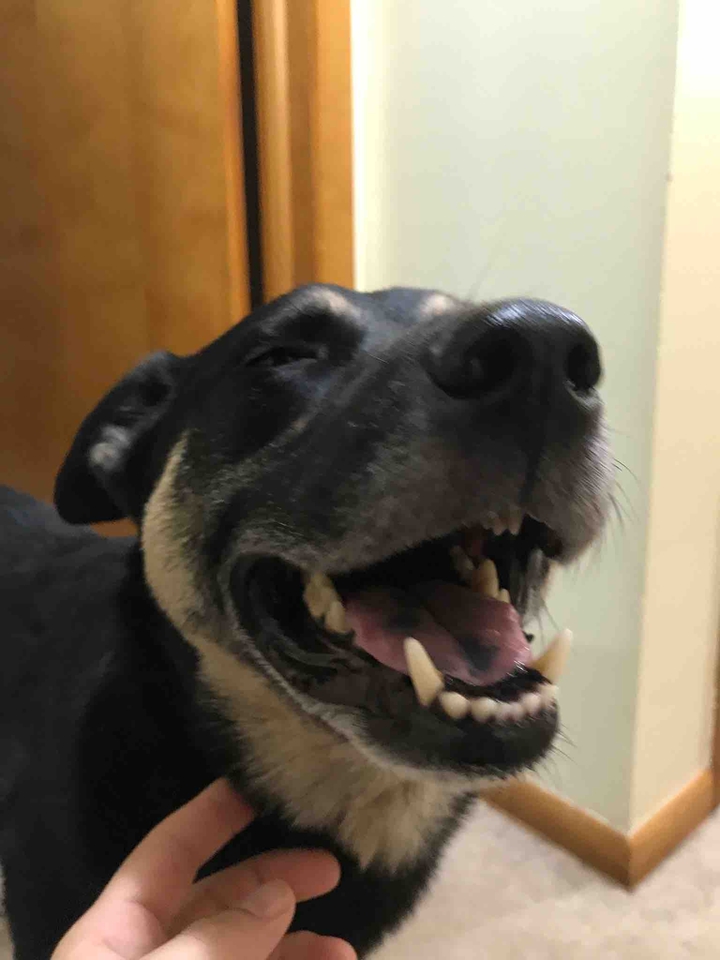 Happy puppy!
