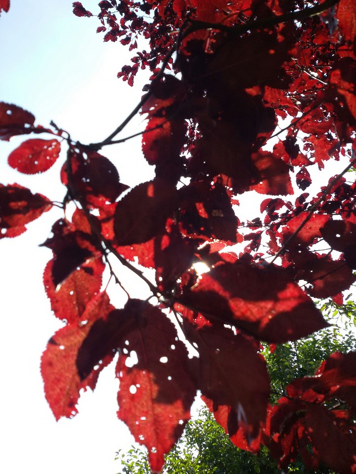Blutpflaume im Herbst!