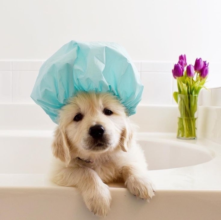 dr dog