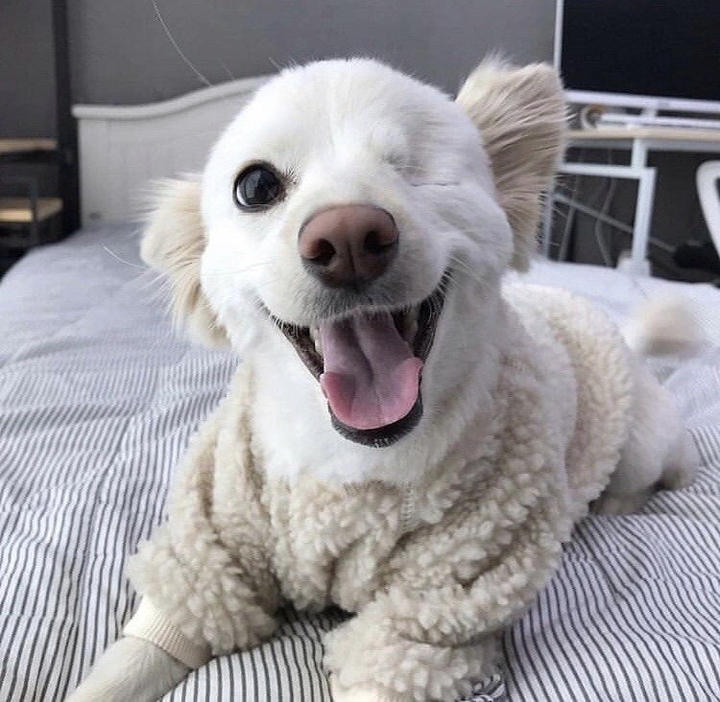 beautiful dog without an eye