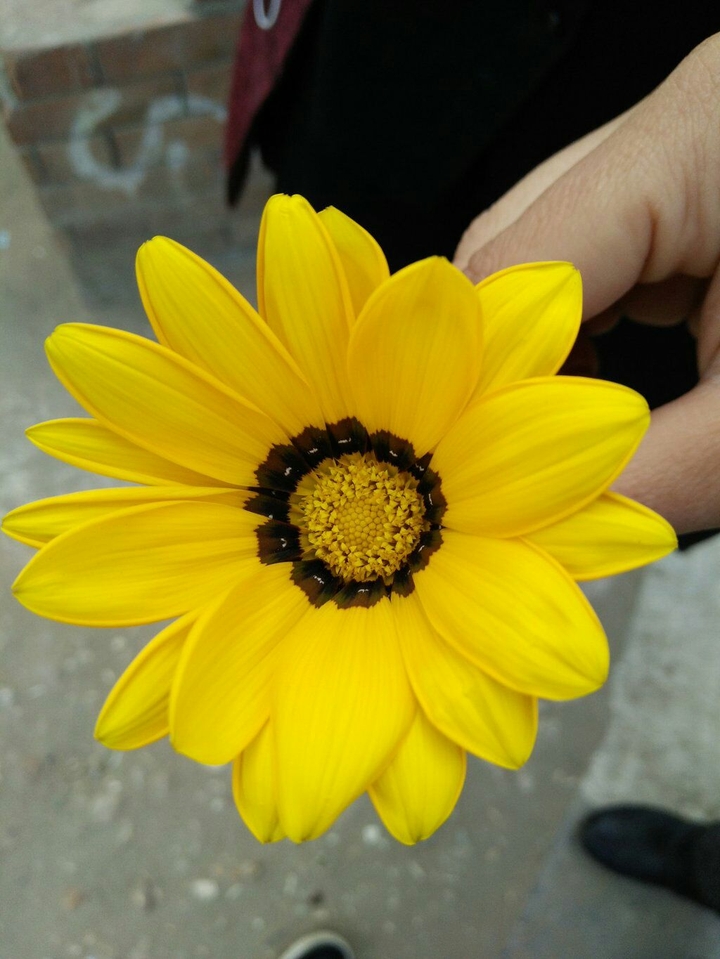 flower , Mayoshty 