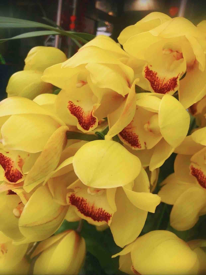 lovely orchid