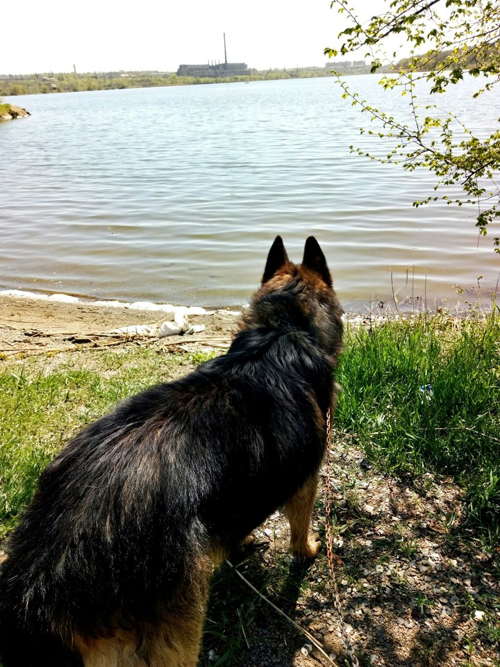 My dog
