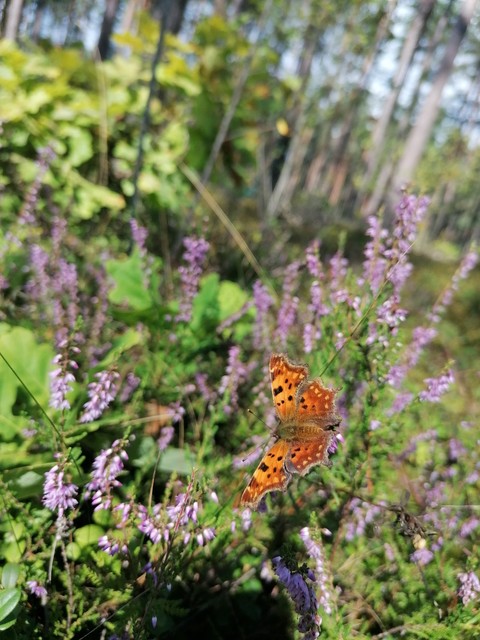 butterfly
