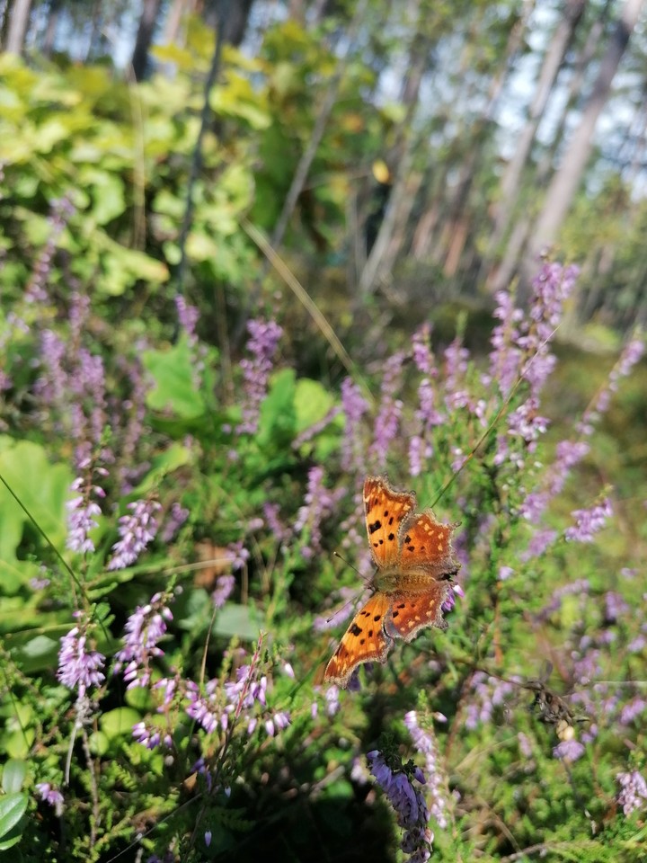 butterfly