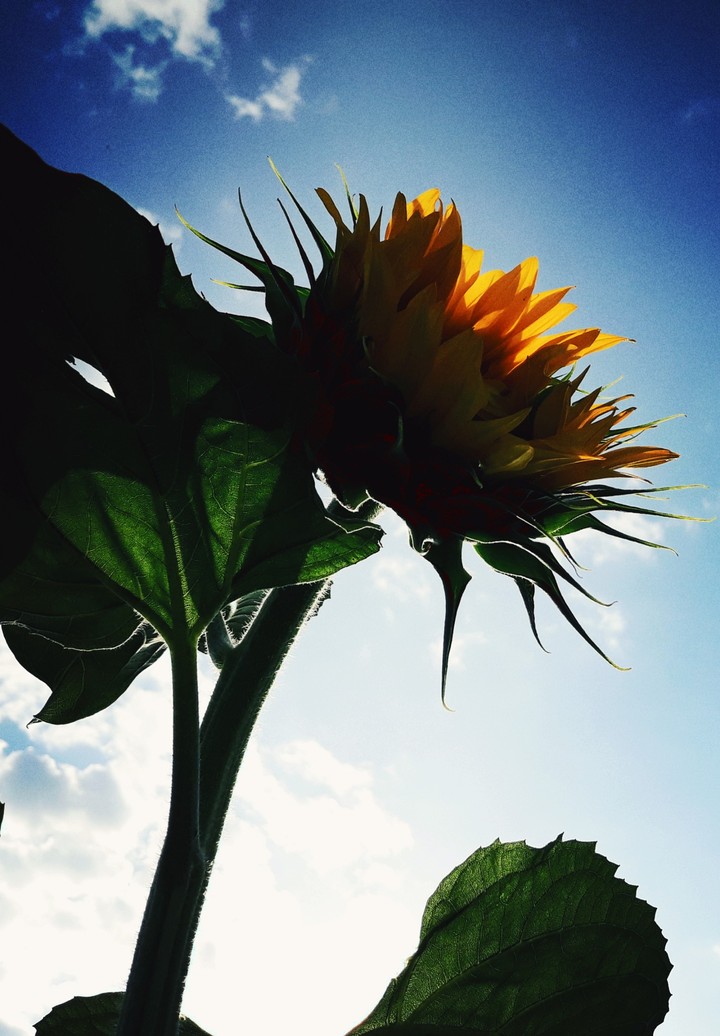 sunflower