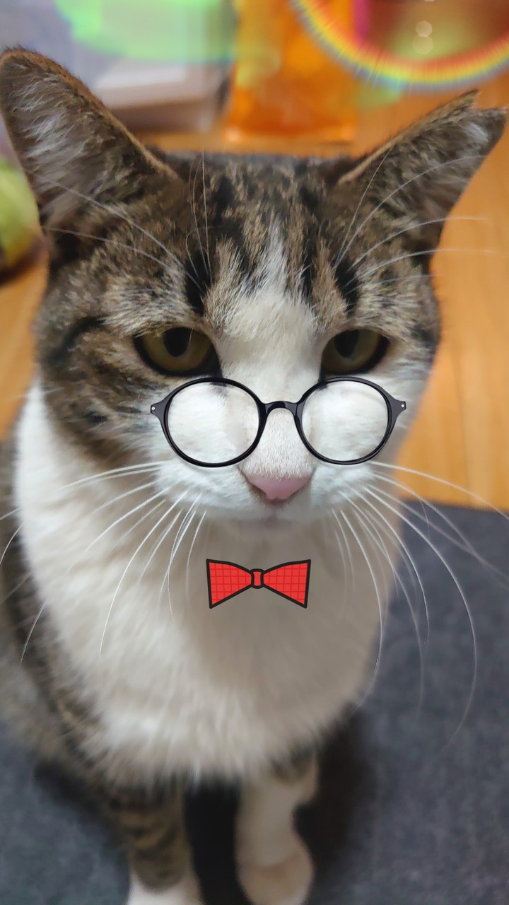 cat