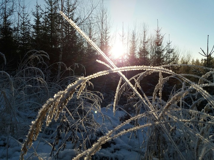 frozen