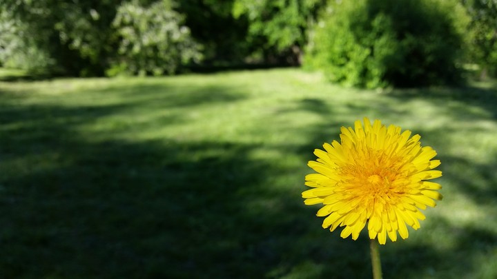 sun flower