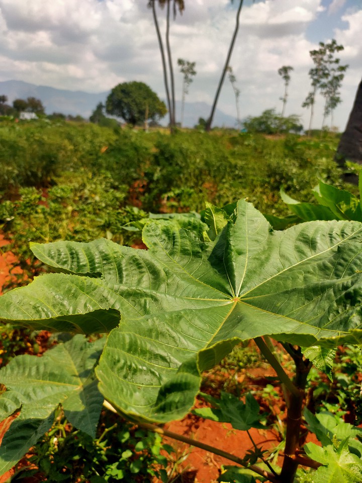 leafs