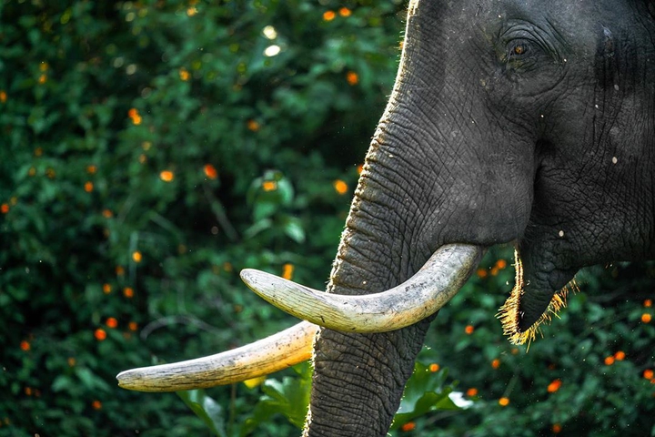 elephant