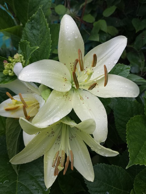обои flower, wildflower