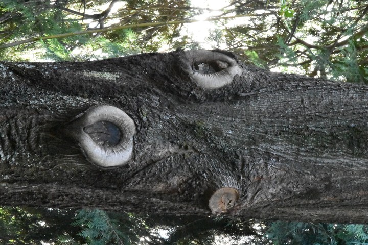 Facing Tree