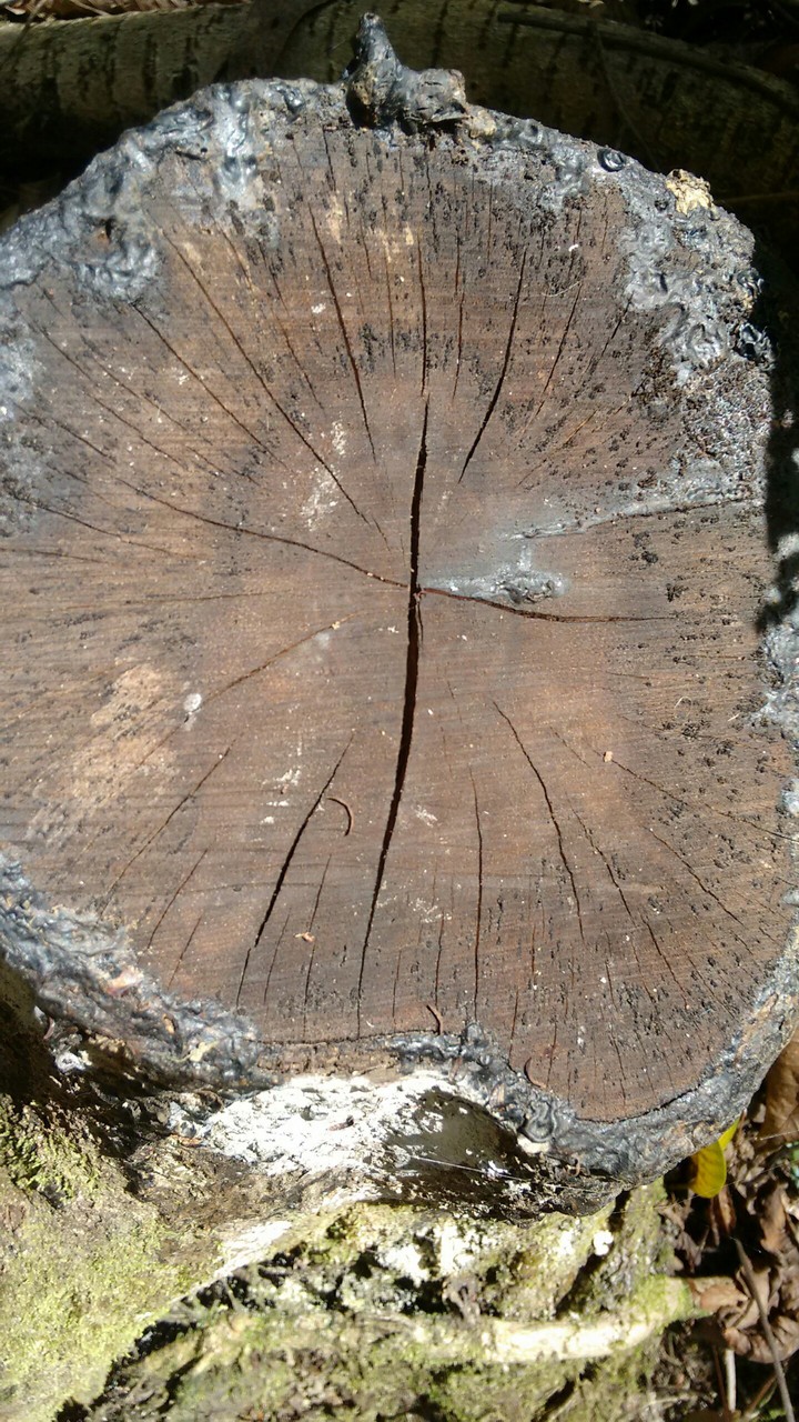 Wood