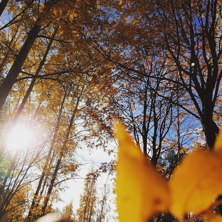 Autum