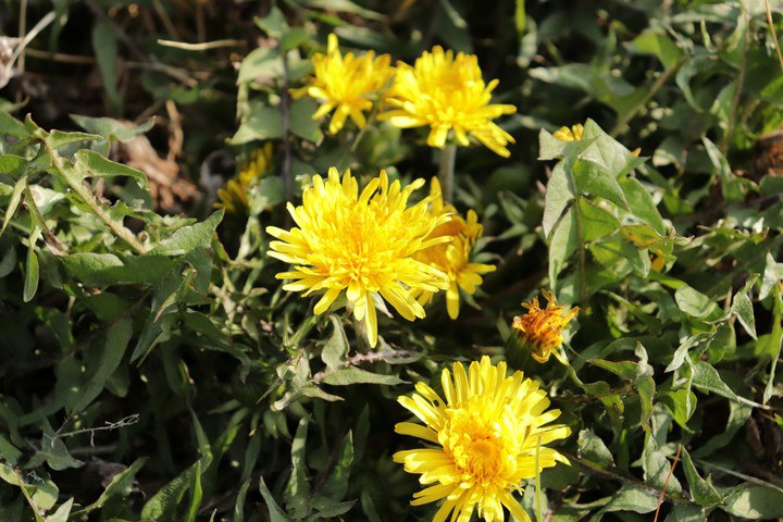 dandelion タンポポ