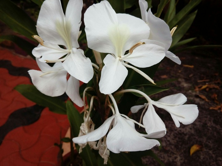 white flower