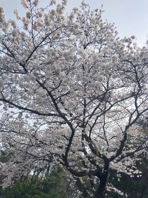hình nền twig, flower