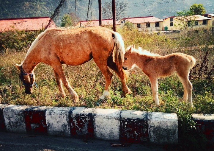 Cute Pony ❤