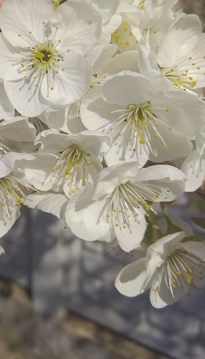 flowers