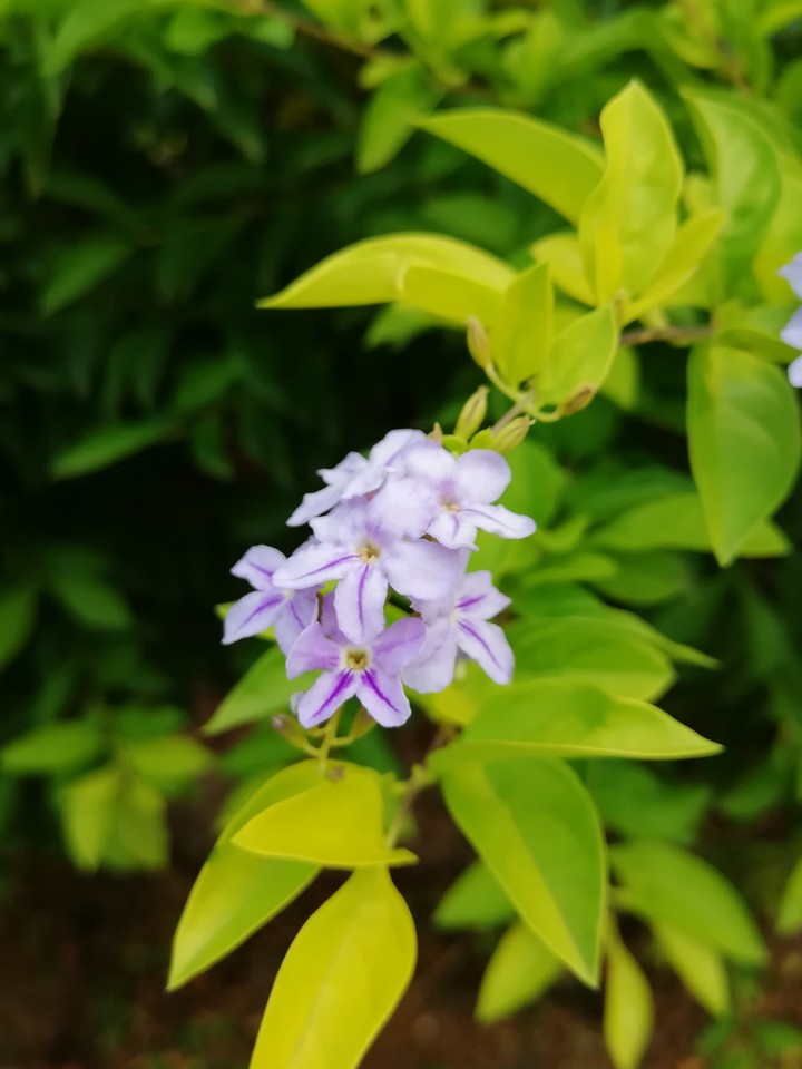 Flower HD