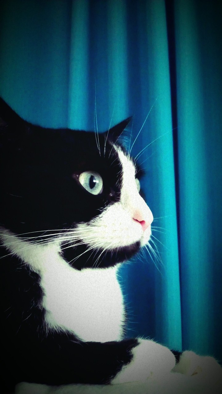 Posing cat