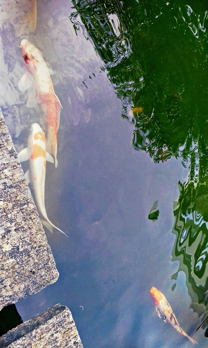 Fish