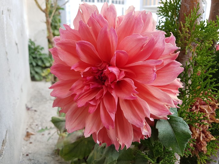 pink Flower