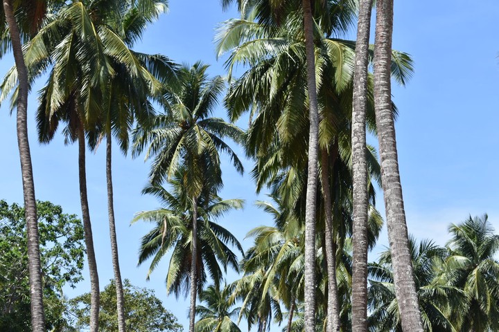 Coconut