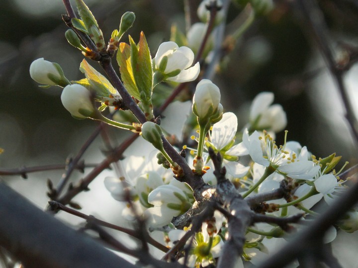 spring