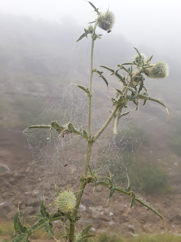 web ... follow me please
