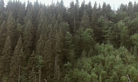 ecosystem, tree háttérképek