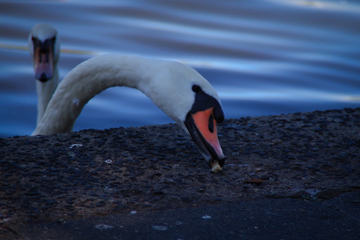 HungryAnimal