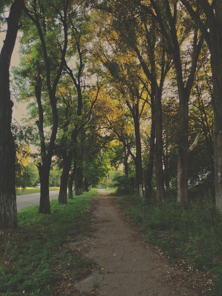tree