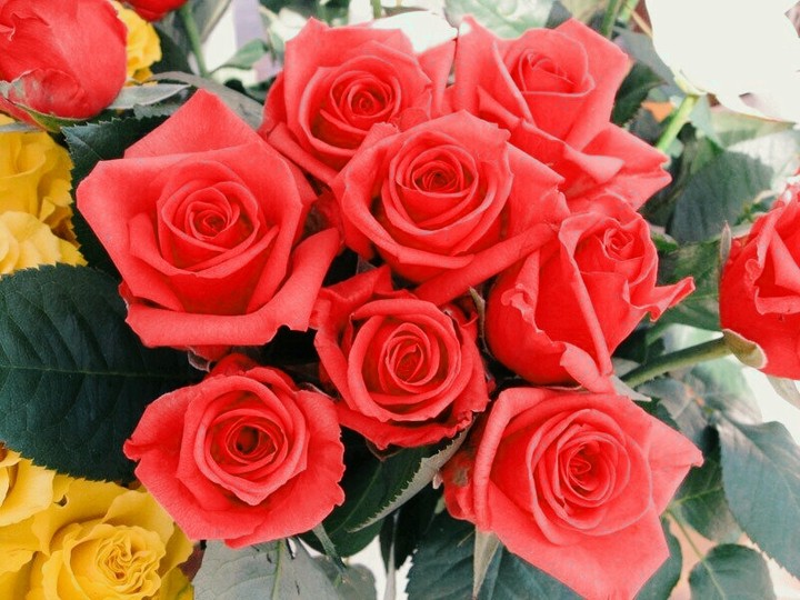 Rose