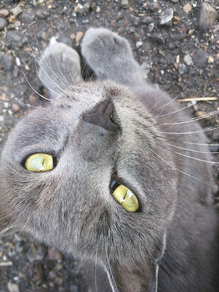 wild caaat