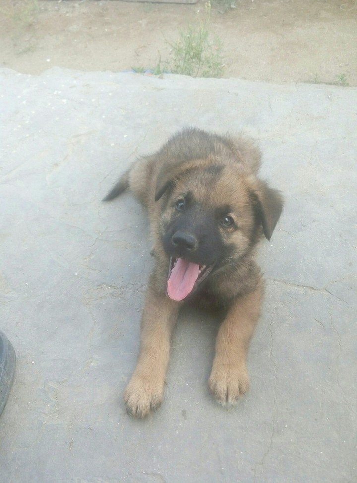 dog