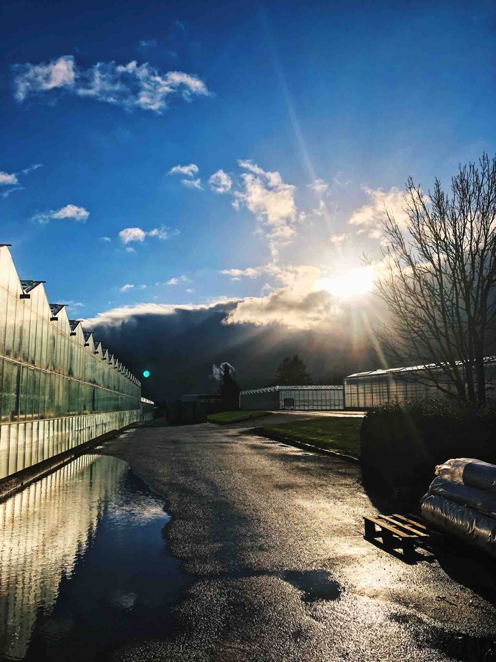 Sun after rain