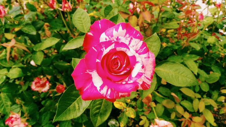 rose taiwan