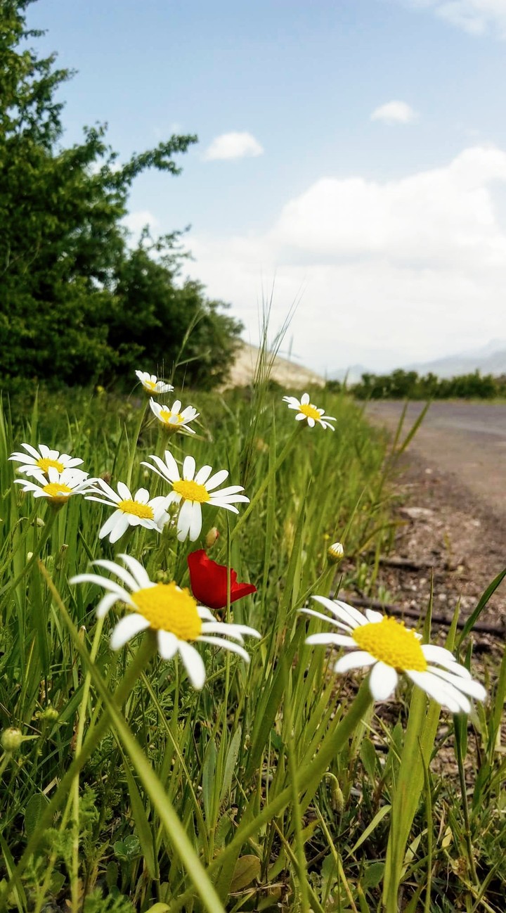papatya