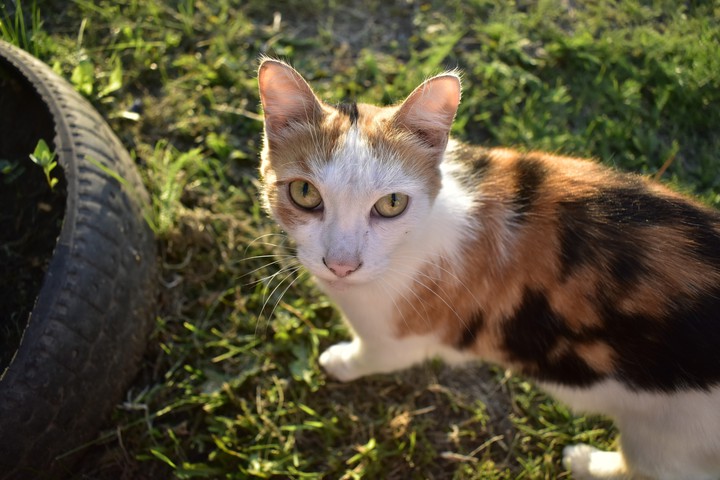 #kiti