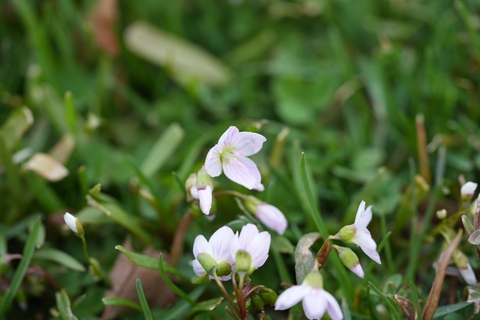 flower, pedicel achtergronden