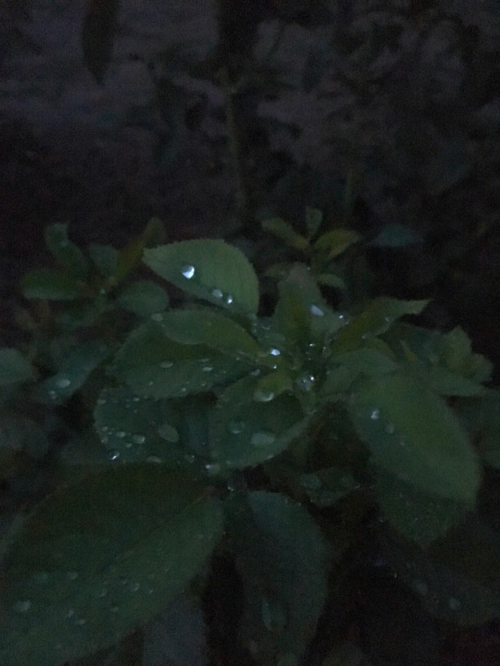 While watering the garden..
