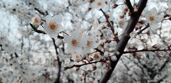 spring