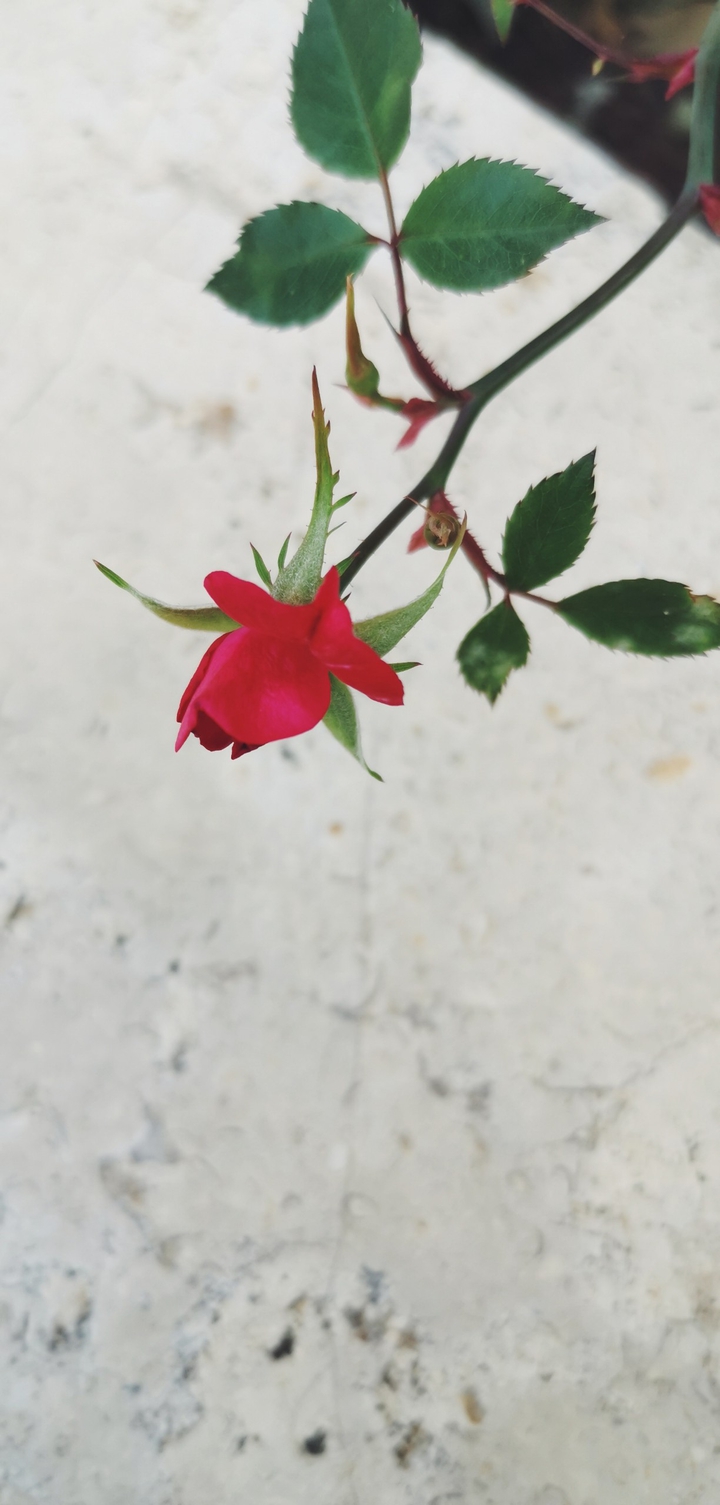 desert rose