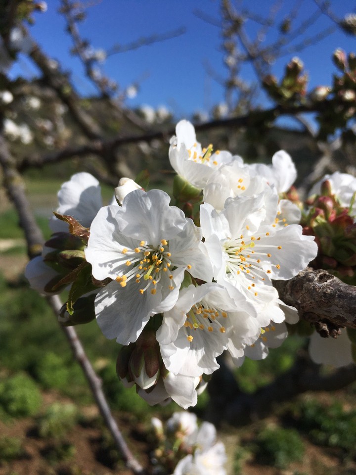spring