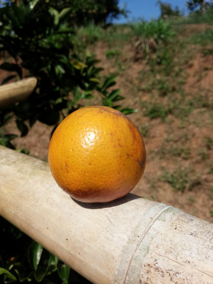 Orange
