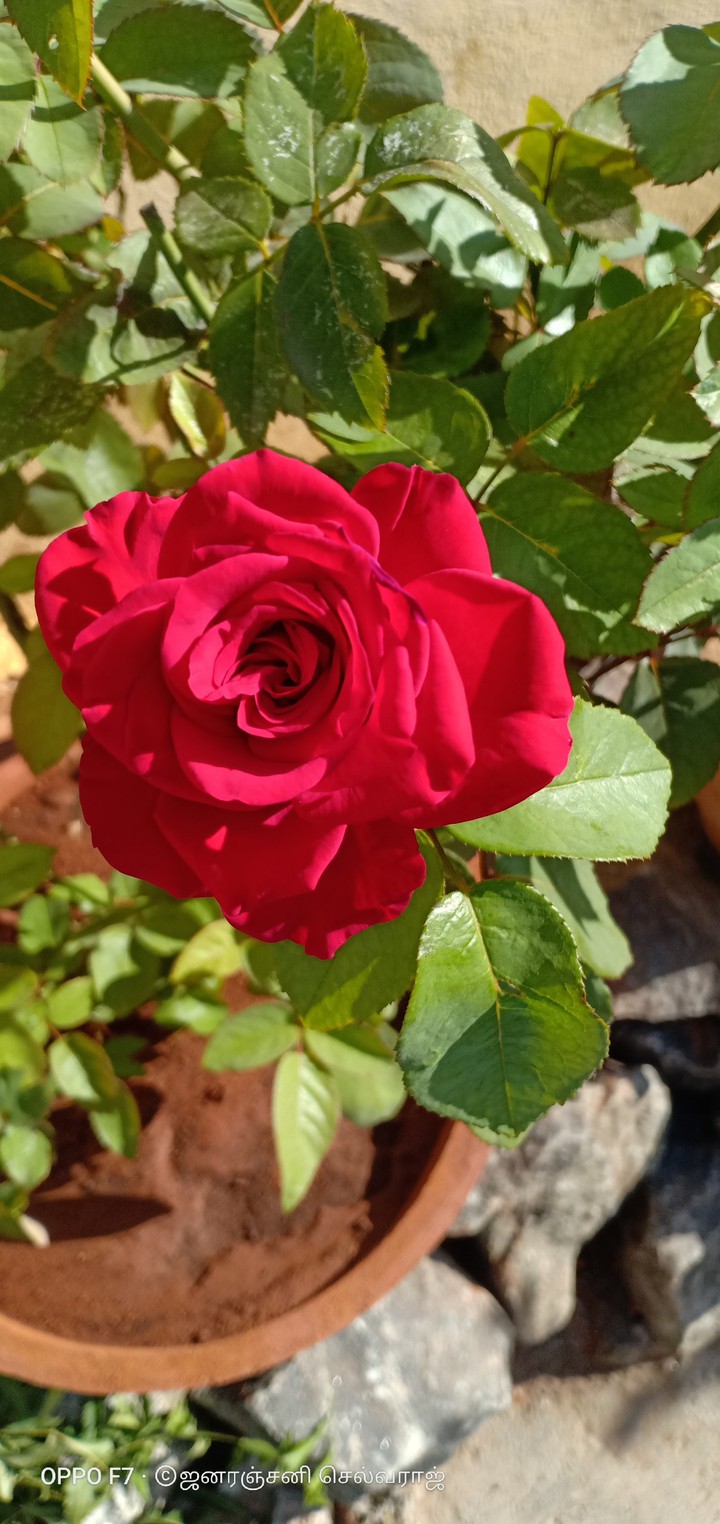 rose