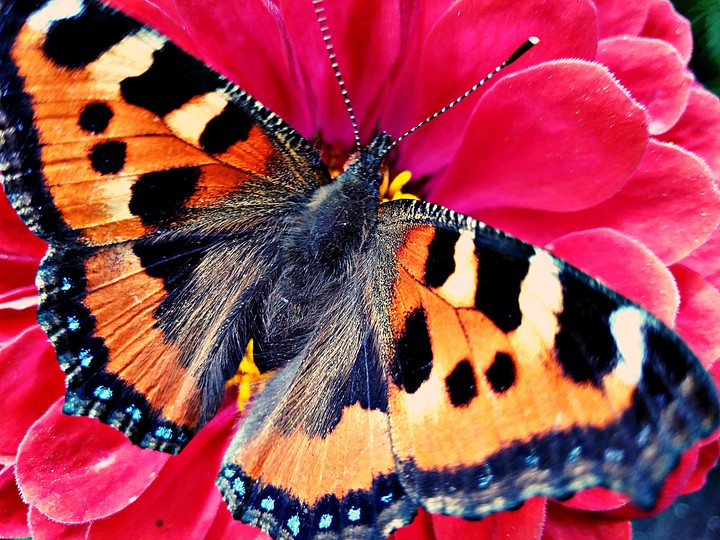 butterfly and flower