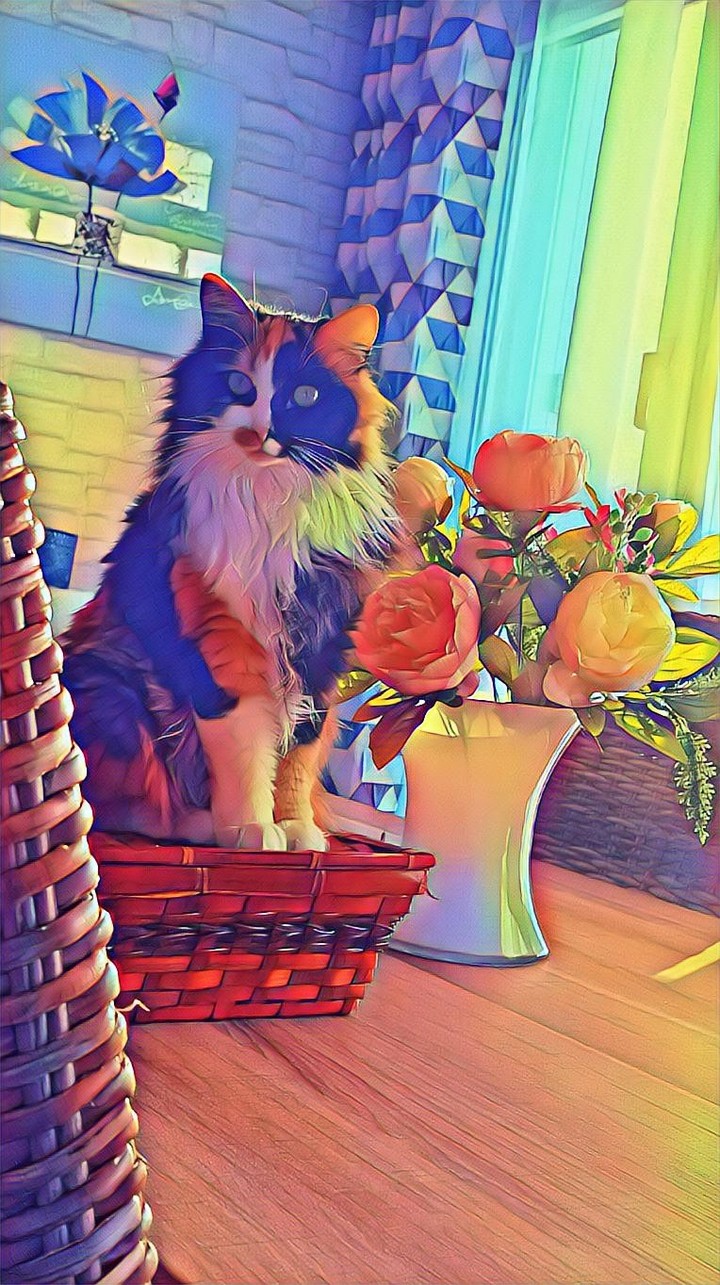 Cute kitty